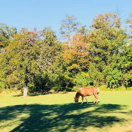 Lägenhetshotell Apartman Maxim Lux Razlog